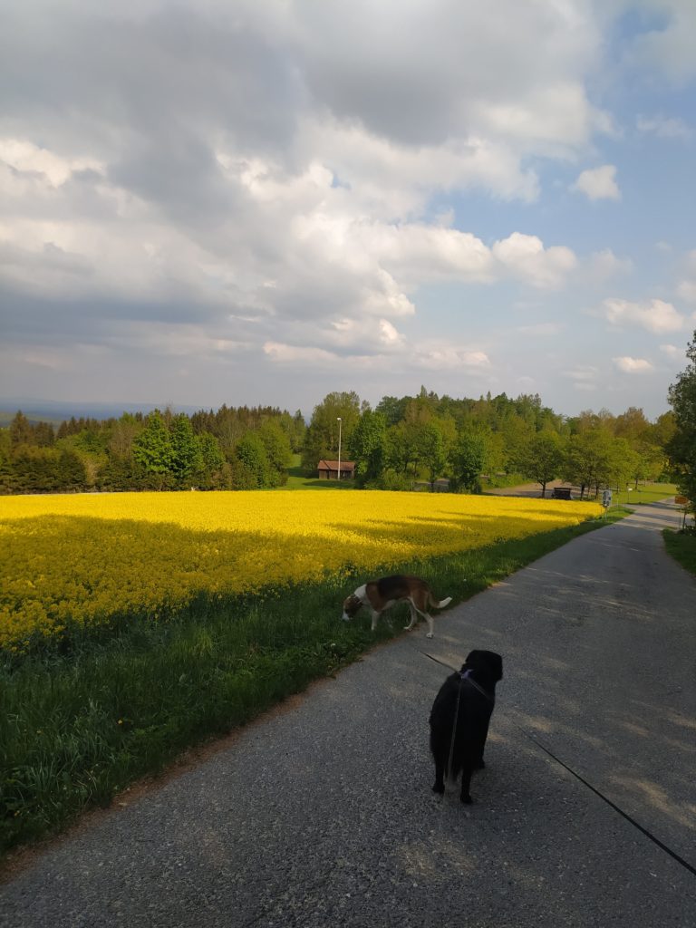 Wandern mit Hund im Steinwald | blog.wanderspass-mit-hund.de