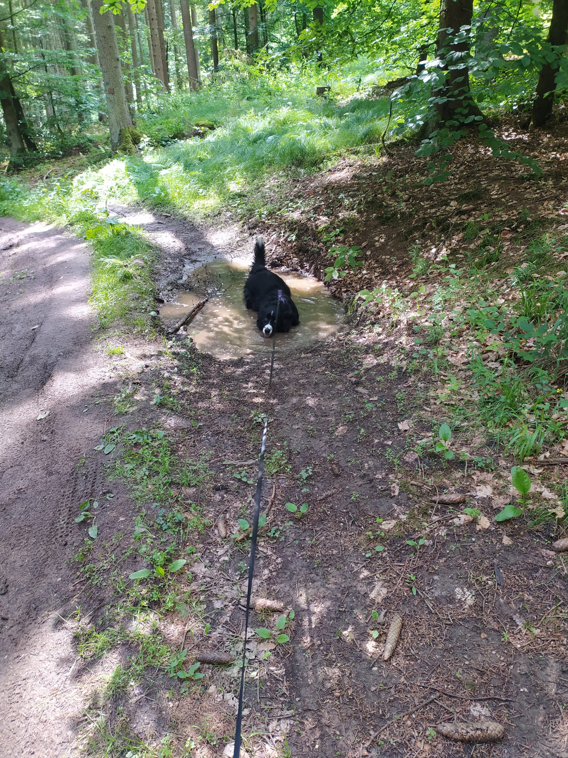 Der Mühlenweg Wandern mit Hund im Altmühltal