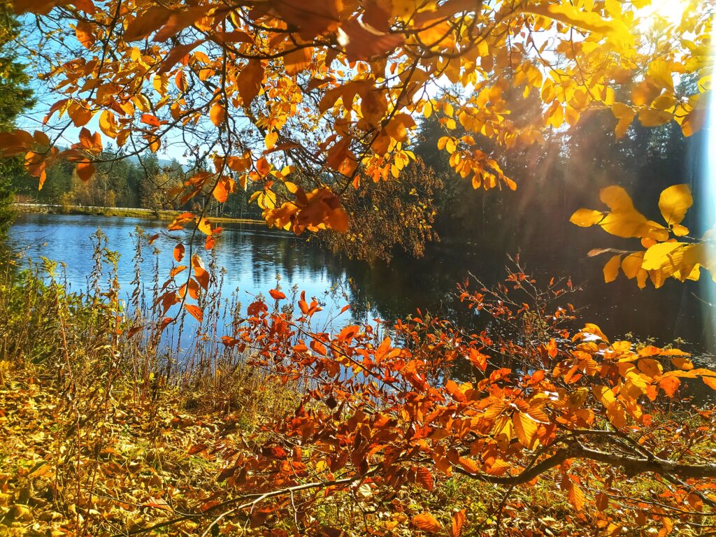 Herbst am Karchesweiher