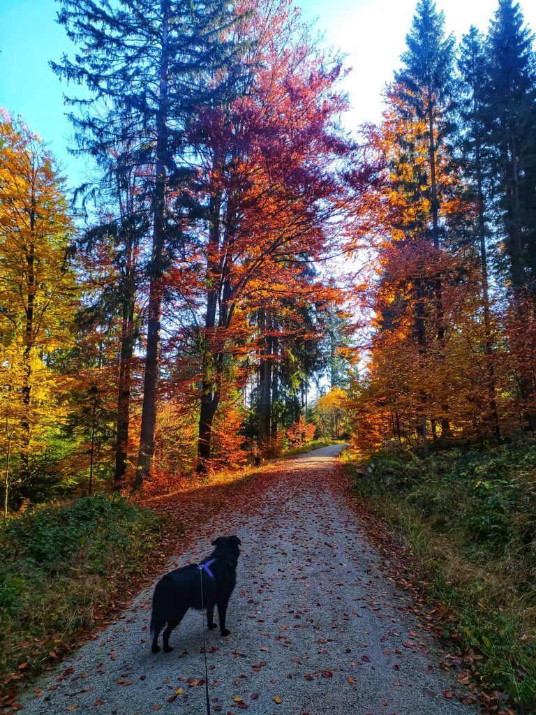 Herbstlicher Weg bei Bischofsgrün im Fichtelgebirge